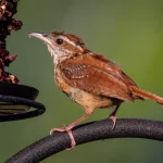 a wren!