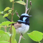 also a wren!